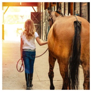 What to Look for When Buying Your First Horse