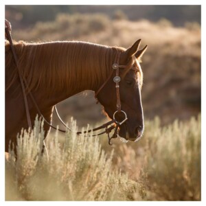 Best Horse Breeds for Ranching