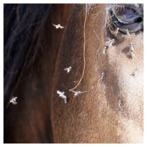 Fly and Bug Protection for Horses
