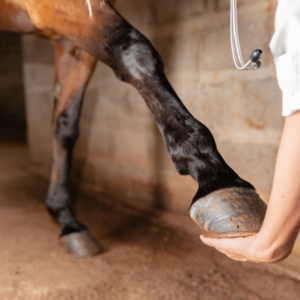 Understanding Tendon Injuries in Horses: Causes, Diagnosis, and Treatment